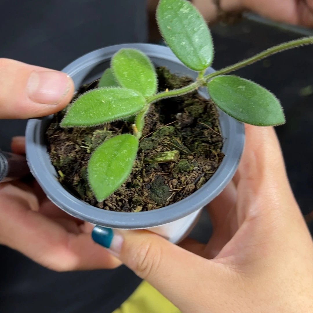 芝***茶无花朵毛豆球兰桌面款