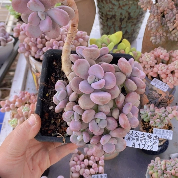 桃蛋老桩有砍11cm1272多肉