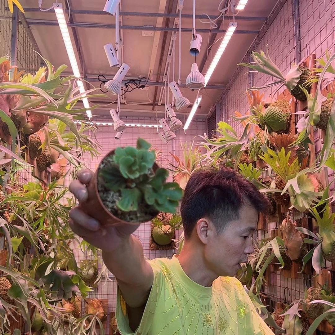 无花朵侏儒银叶亚猴a59