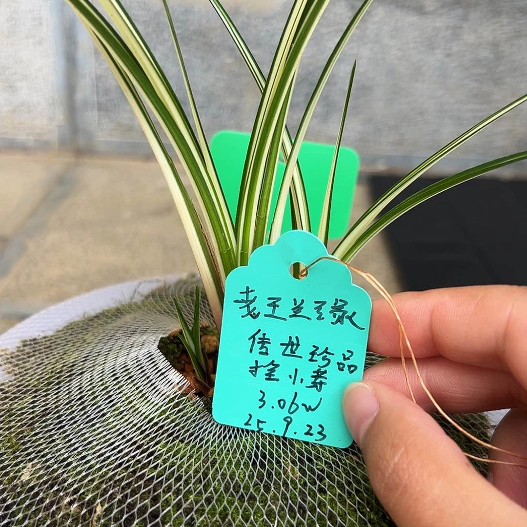 完全开放一物一拍