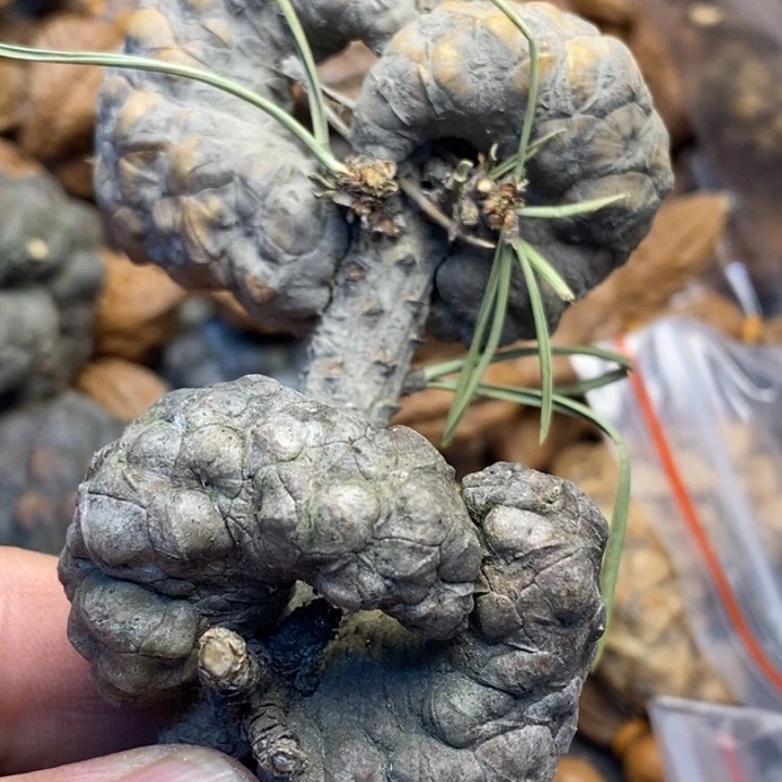 吊坠桃核娜姐真的61