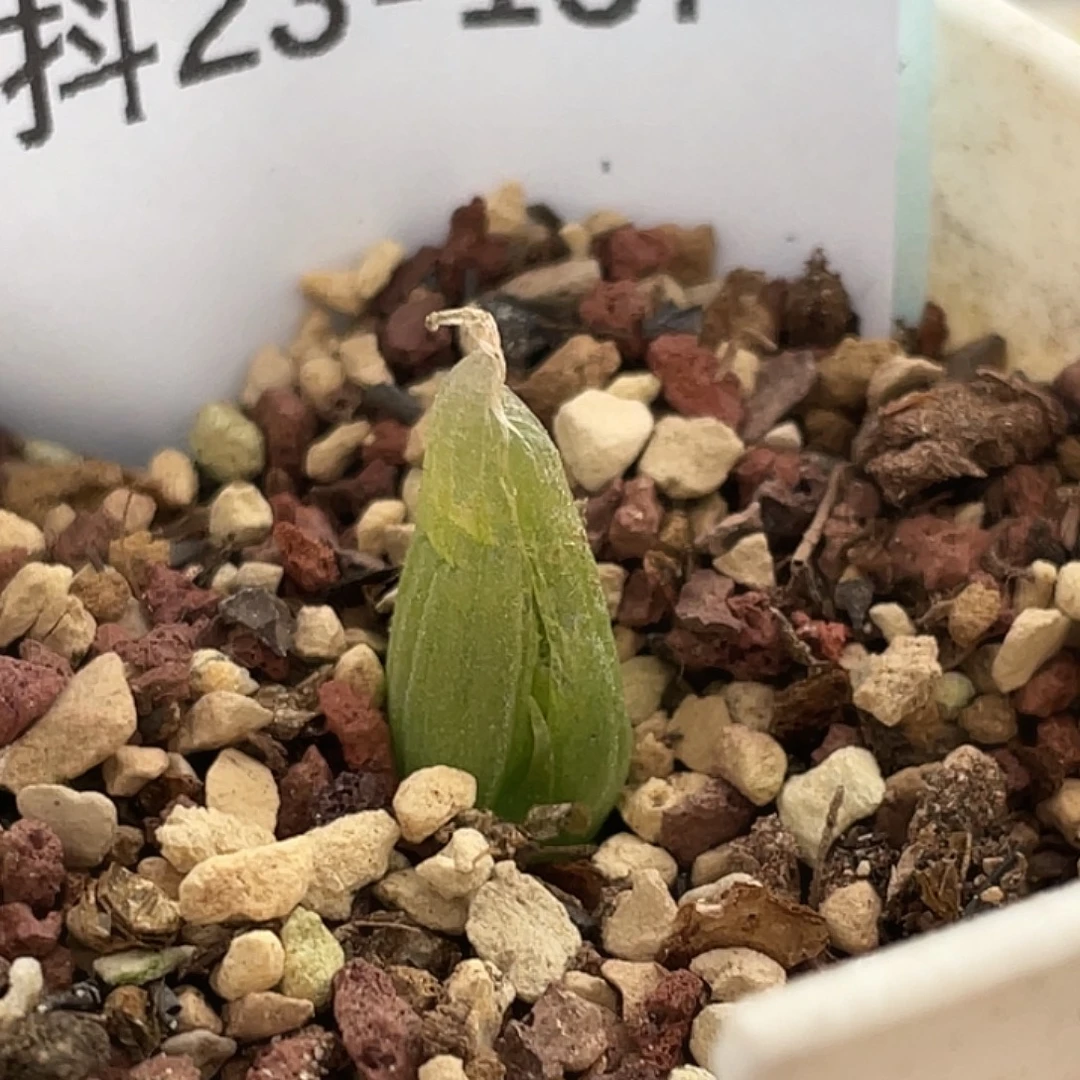 23-137肉锥多肉植物
