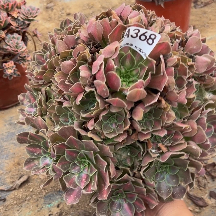 女巫中班多肉植物368.