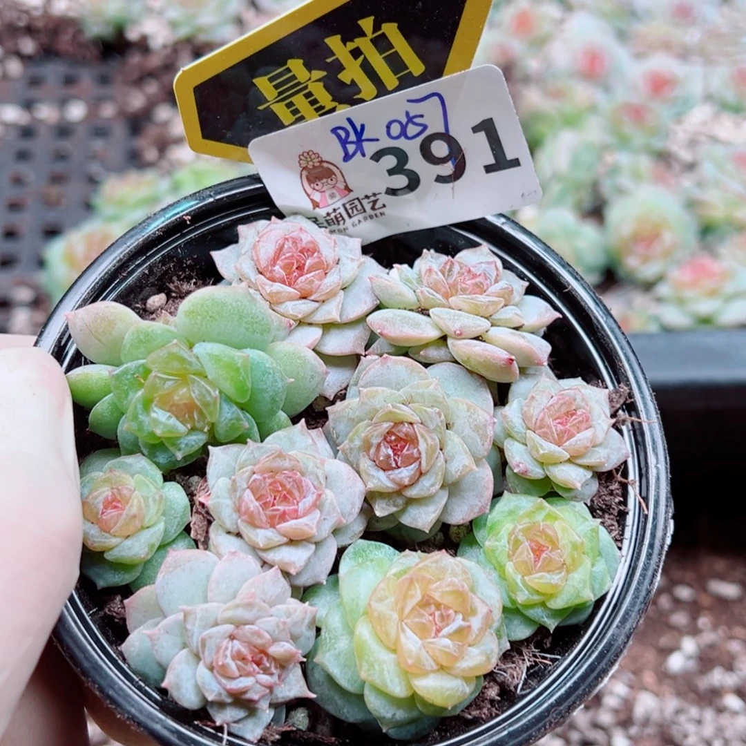多肉植物多肉植物