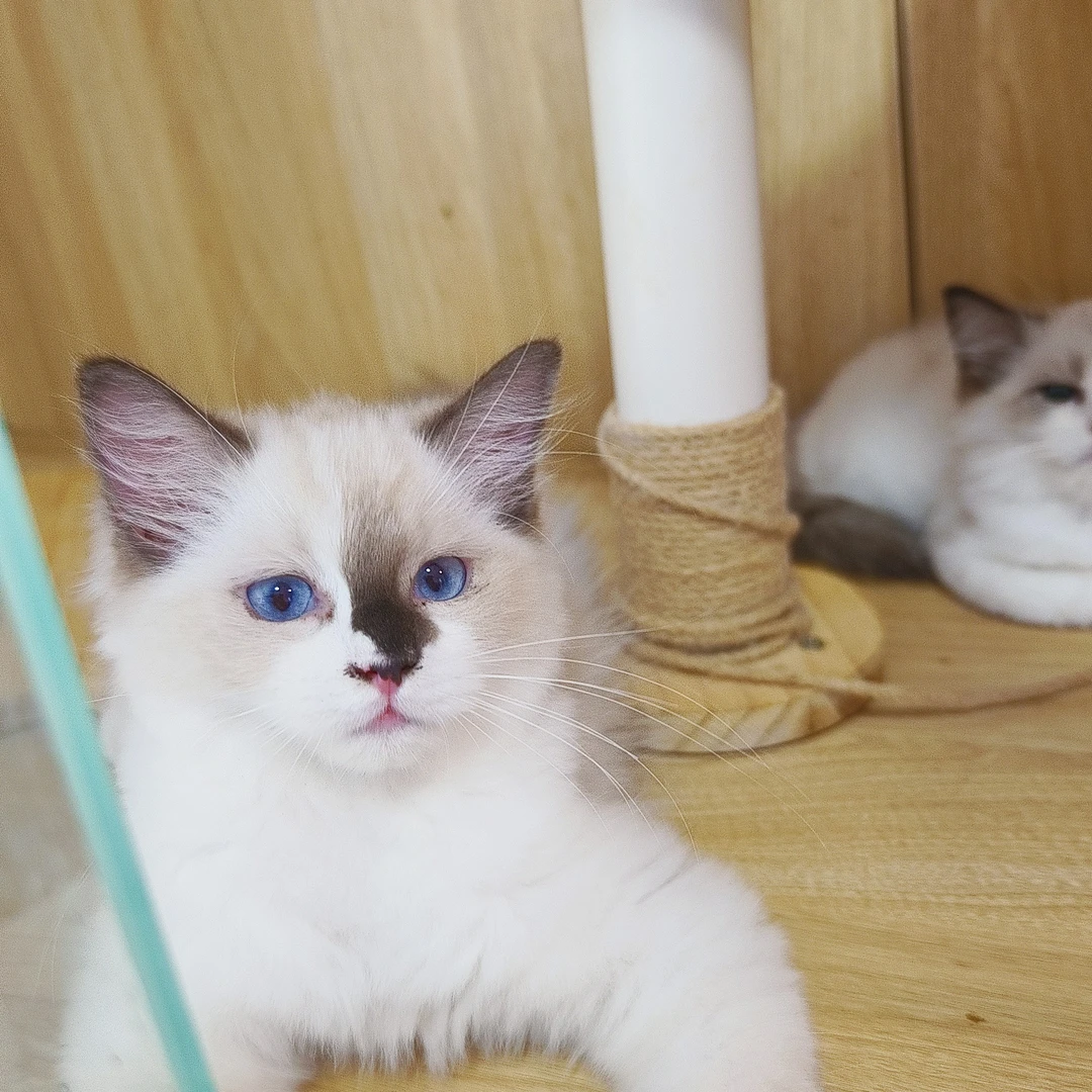 2个多月海双色弟弟布偶猫