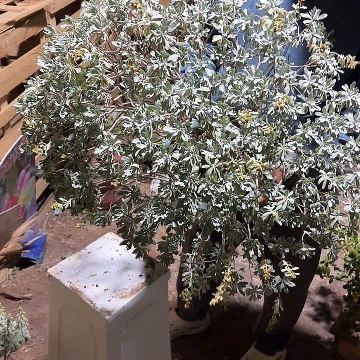 ****艺无花朵哈哈哈哈哈