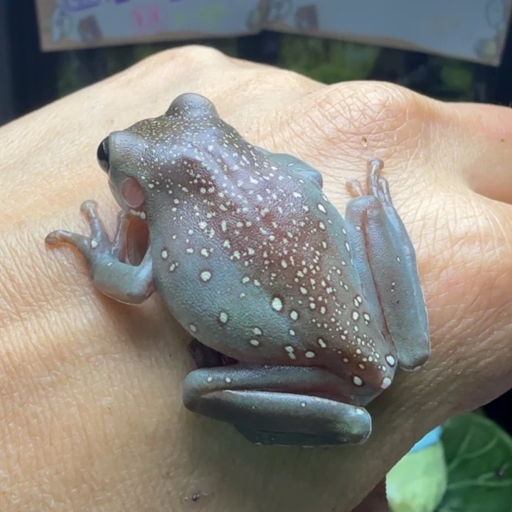 老爷树蛙17 深蓝色 金背