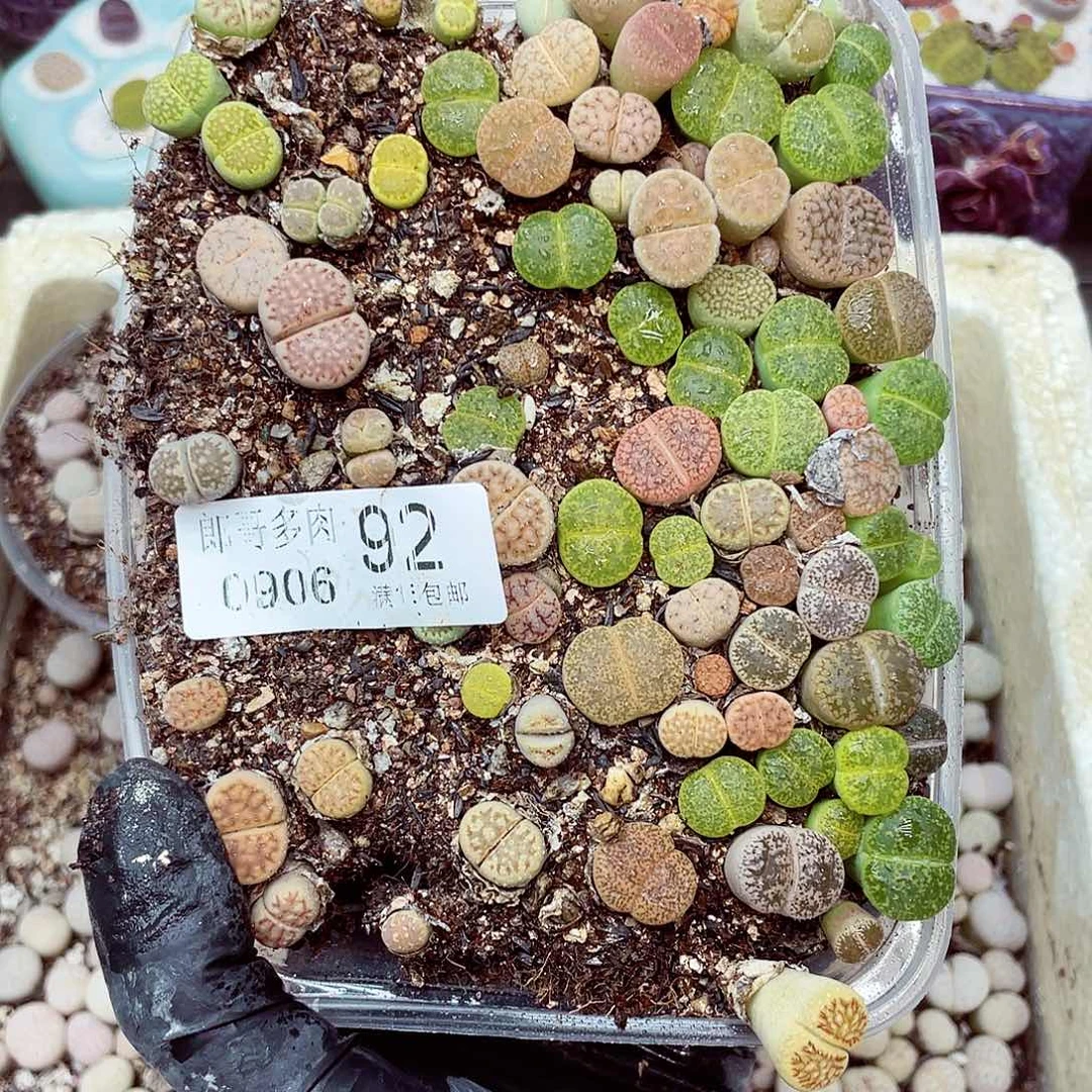 生石花18包邮0906-92