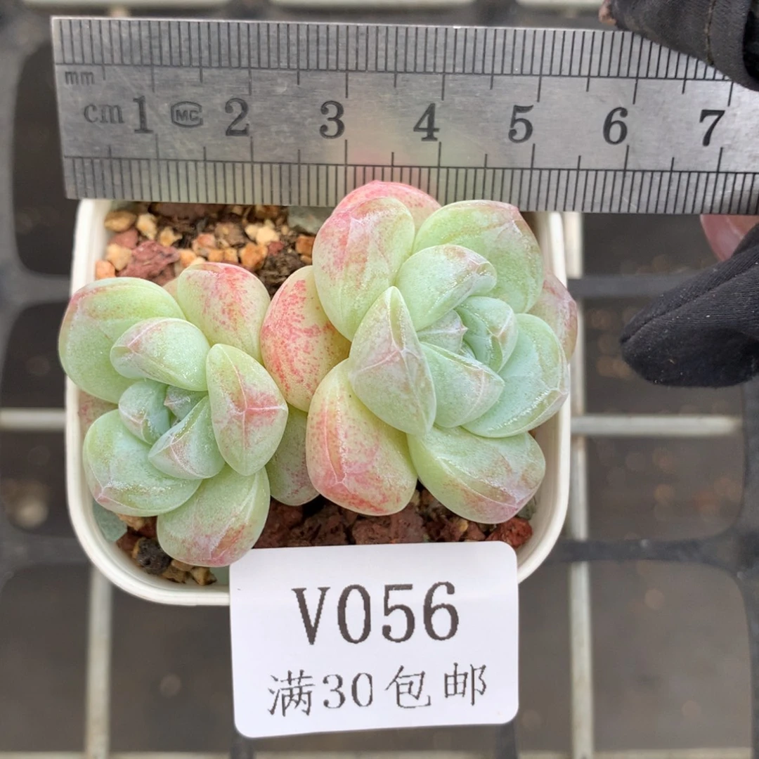 56。小脸白底糖心冰玉。