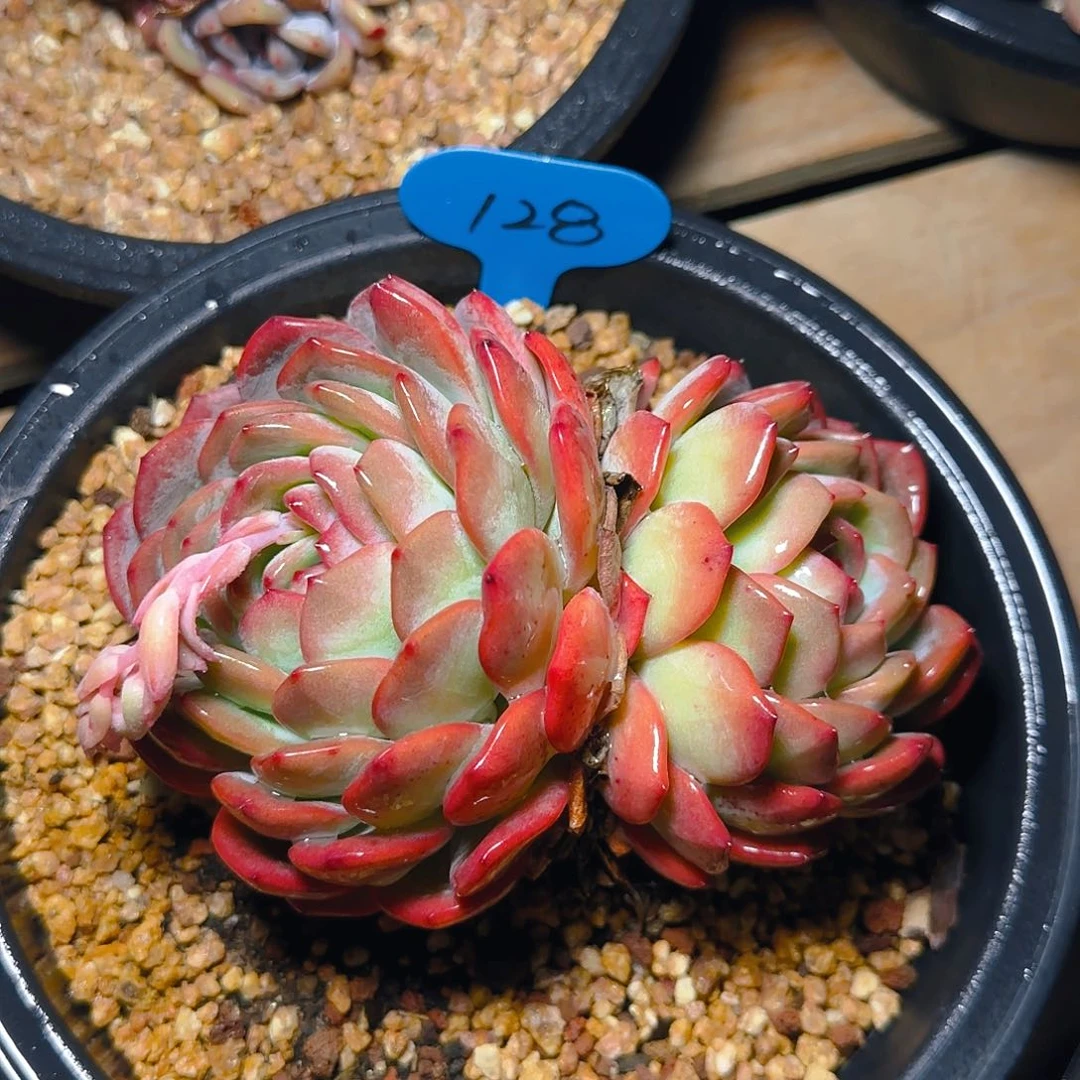 李*意双头全明星128号一物一拍