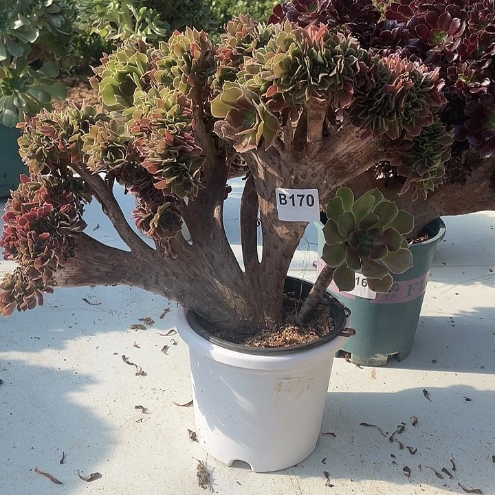 B179柠檬缀化28-1脱土包邮