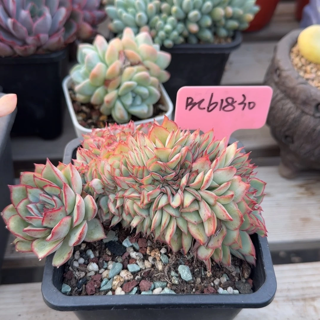 月光女神星黛露红粉加盆