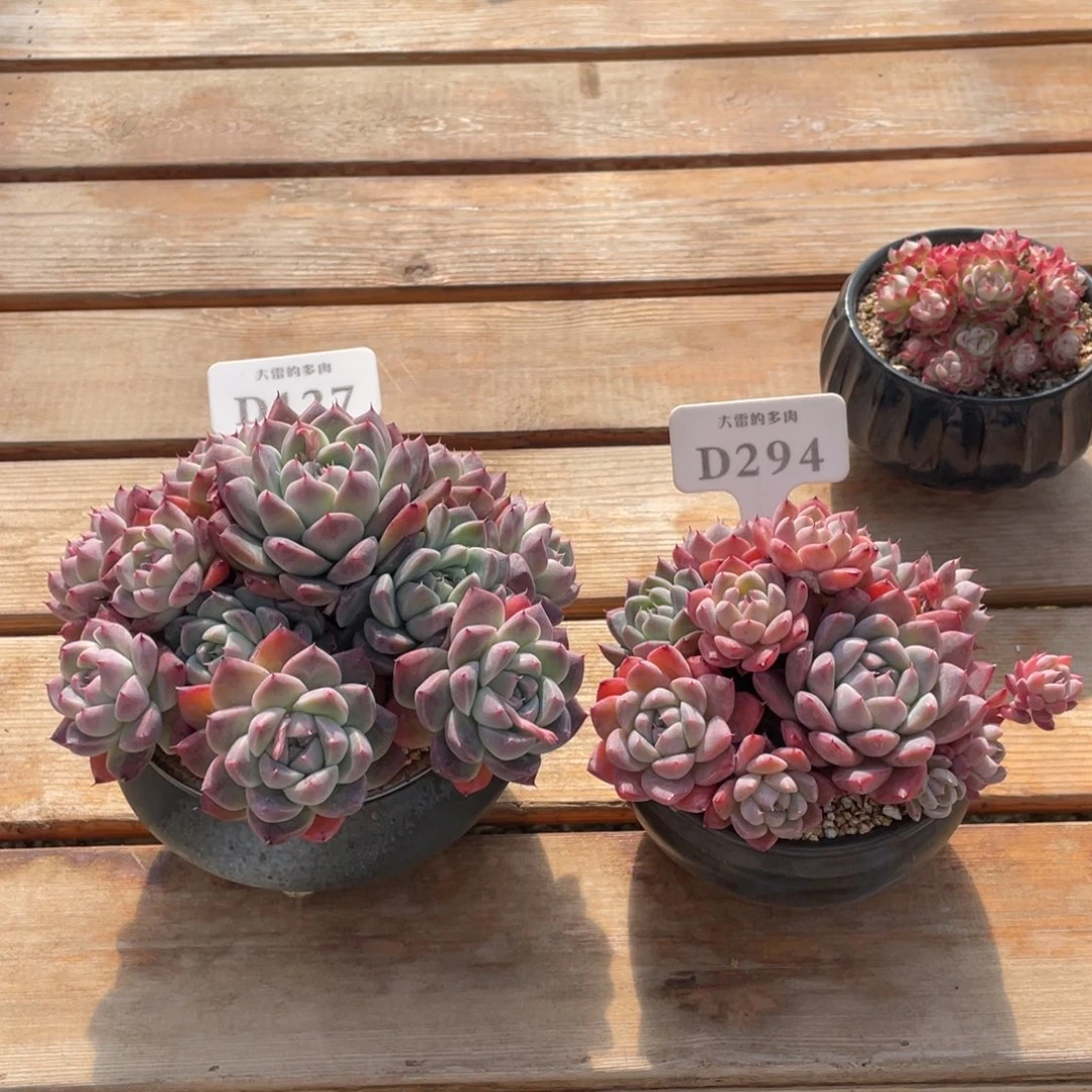 ?****A127294 佳人群两盆