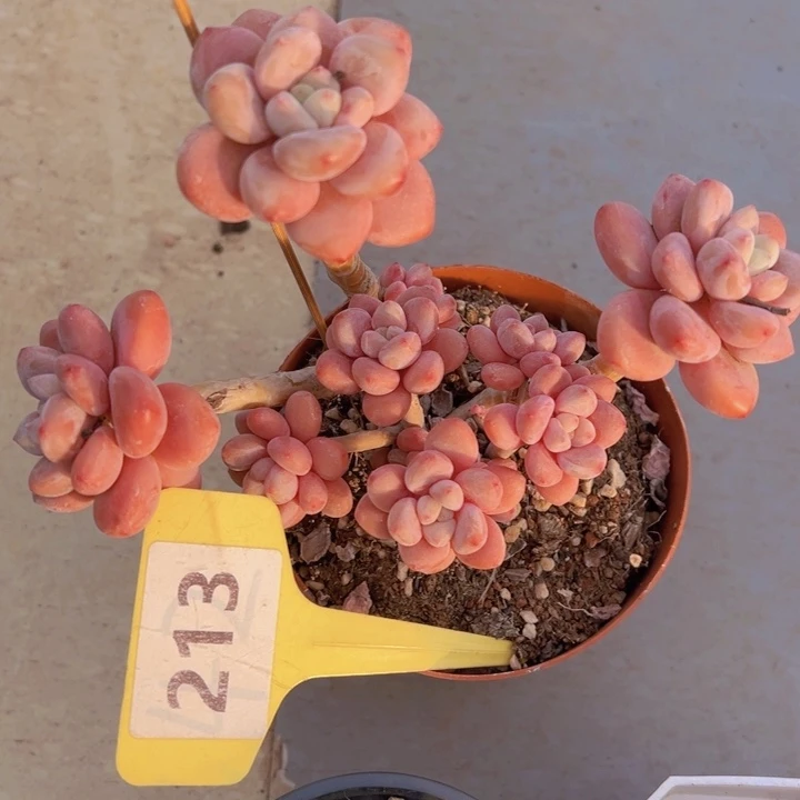 健健康康平平安安