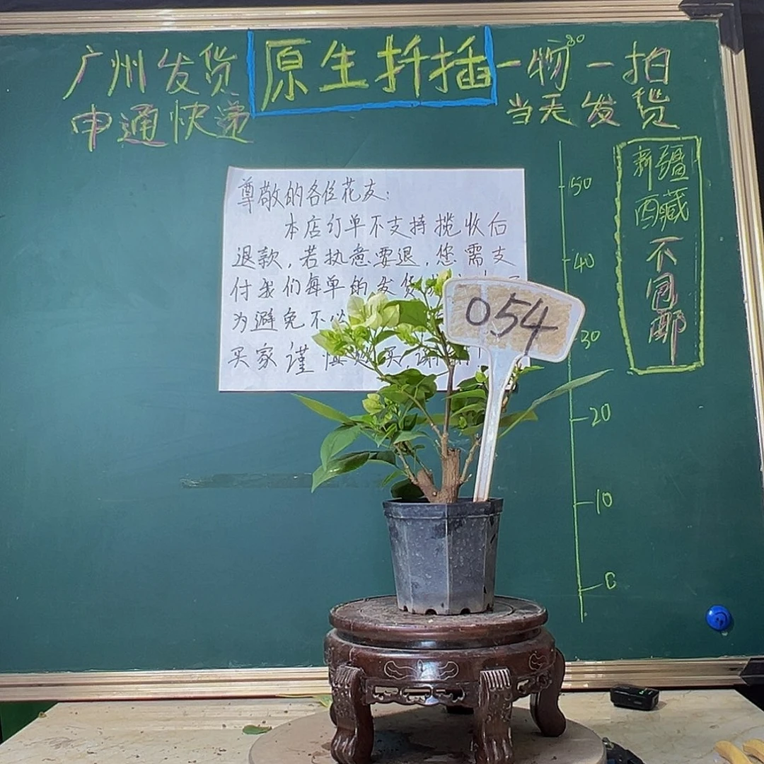 当前无花栽培后可以开花绿樱 大宝054