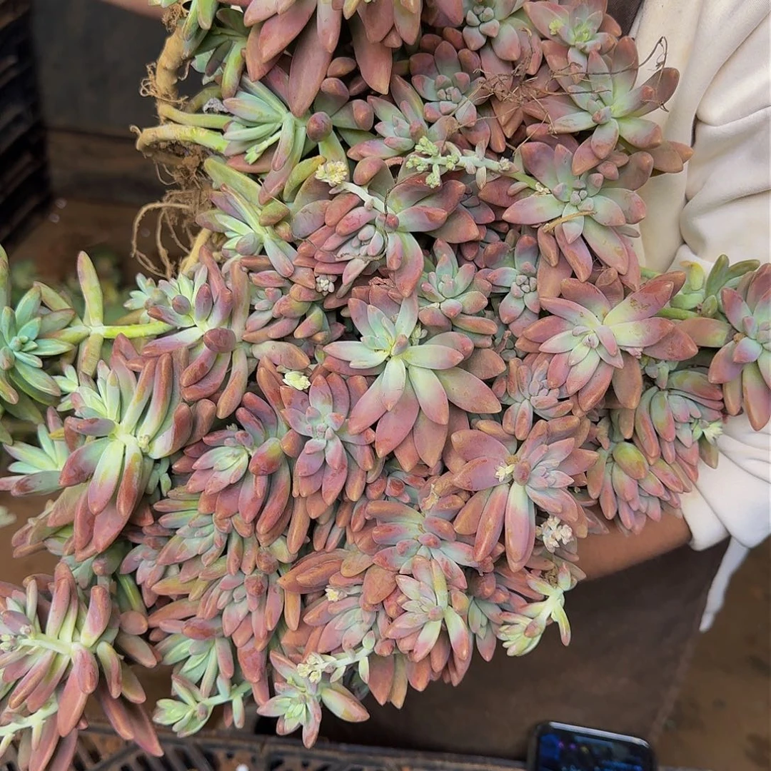 秋丽 一颗不包损