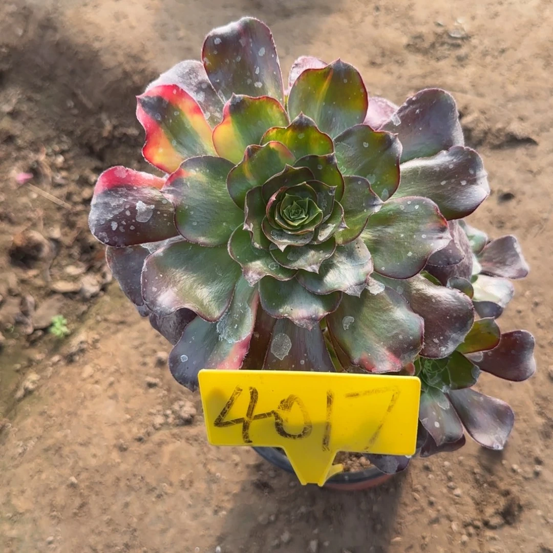 余***聚4017--无毒七彩多头