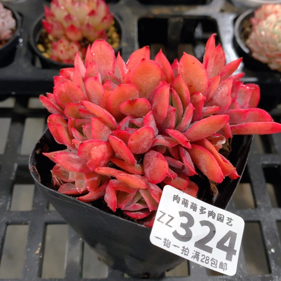 肉萌萌拇指盆精控多肉ZZ324