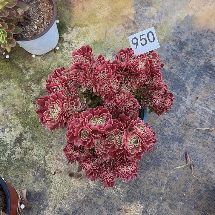 0000000000950女巫缀