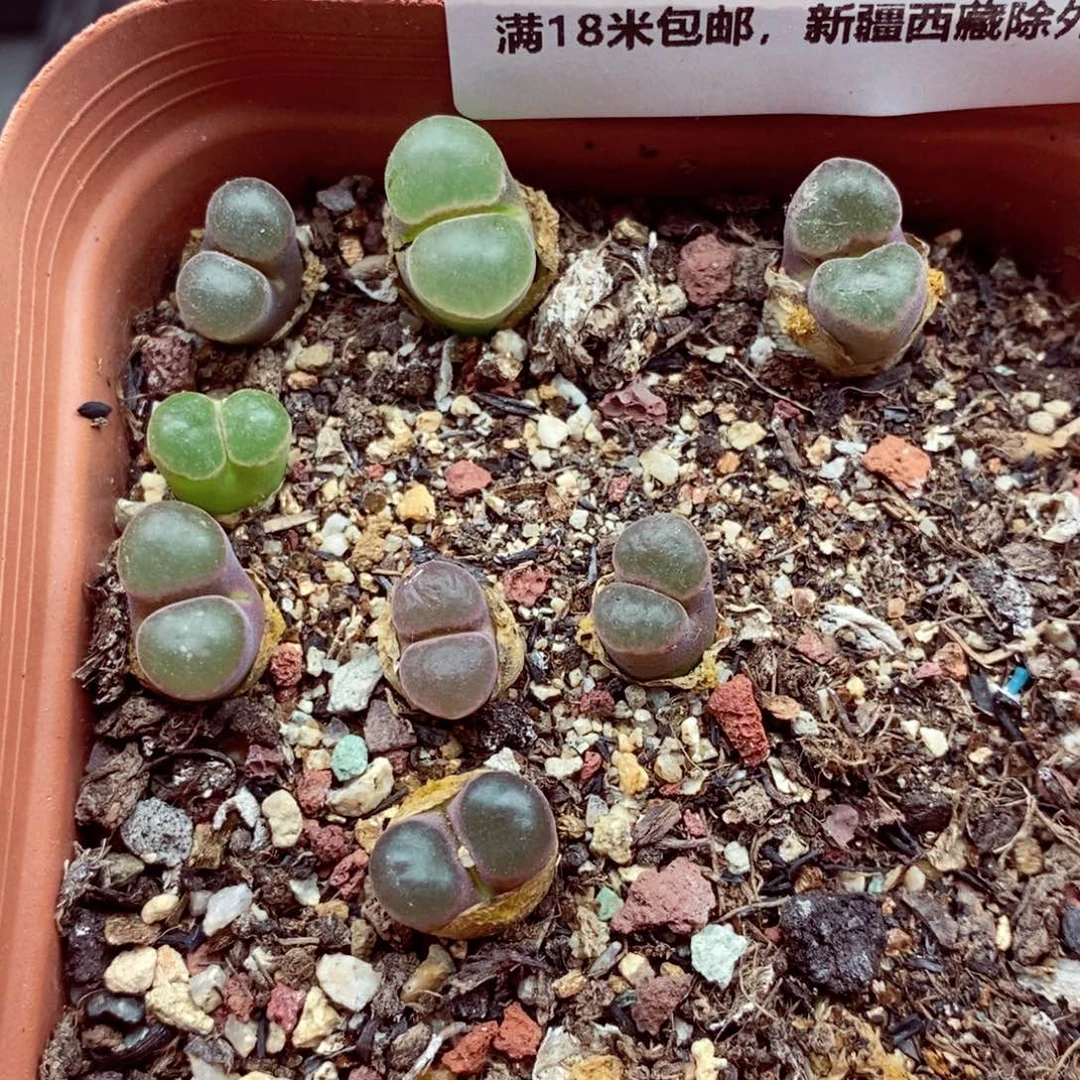4856。