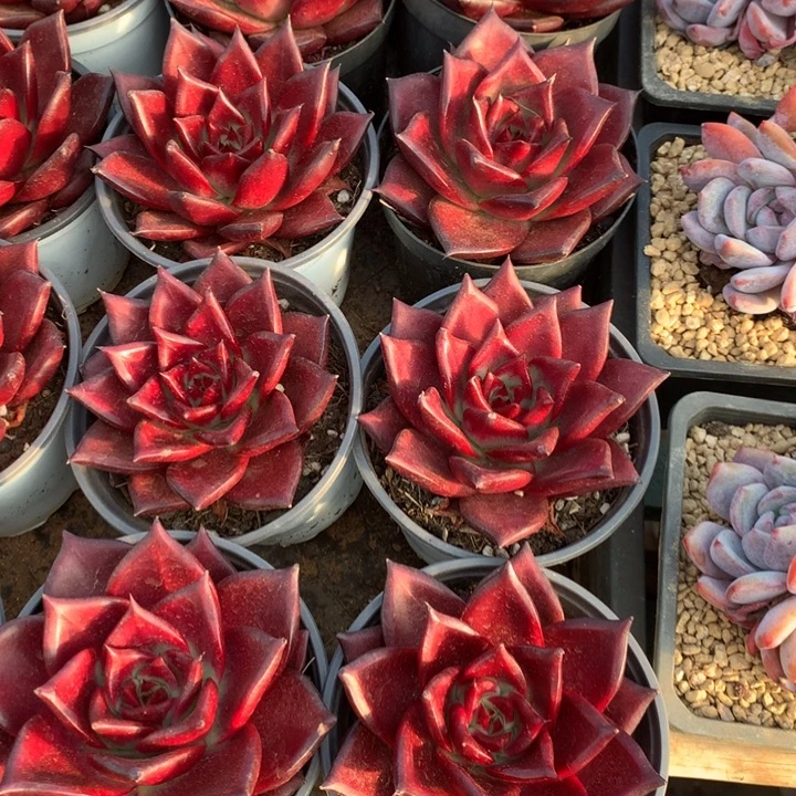 罗宾2颗多肉植物两单包邮