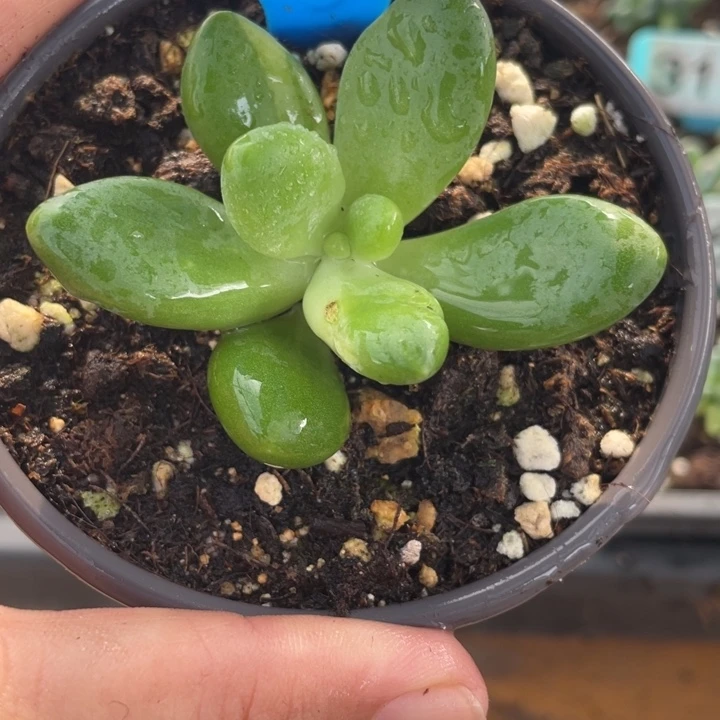 130号芒果奶锦啊啊啊啊啊啊啊啊