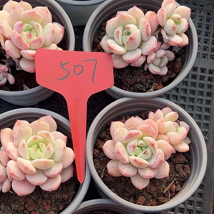 女****      框拍      507号