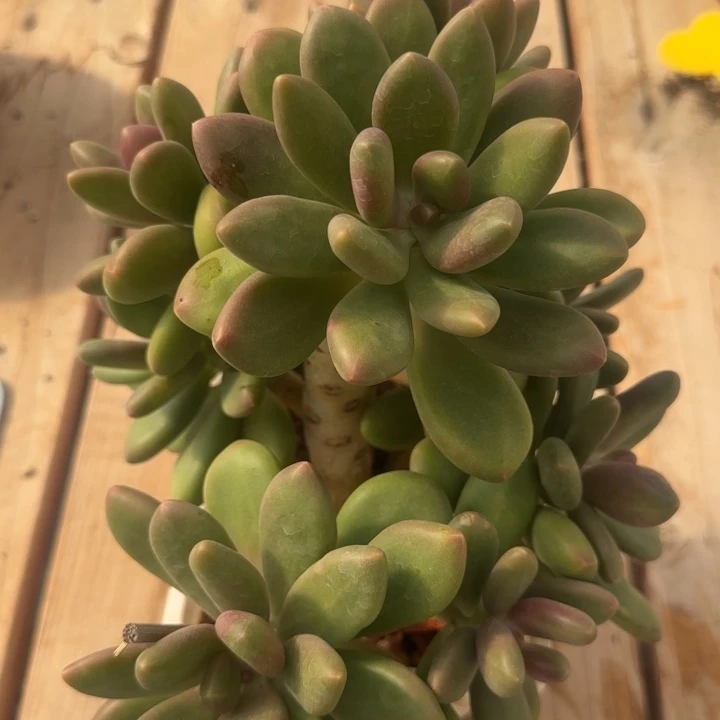 树形芒果奶多肉植物