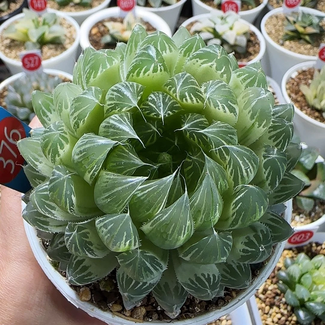 376号糊斑花蝴蝶一物一拍带盆土