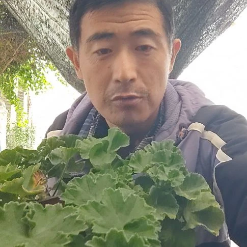 无花朵七盆具体品种看聊天记录