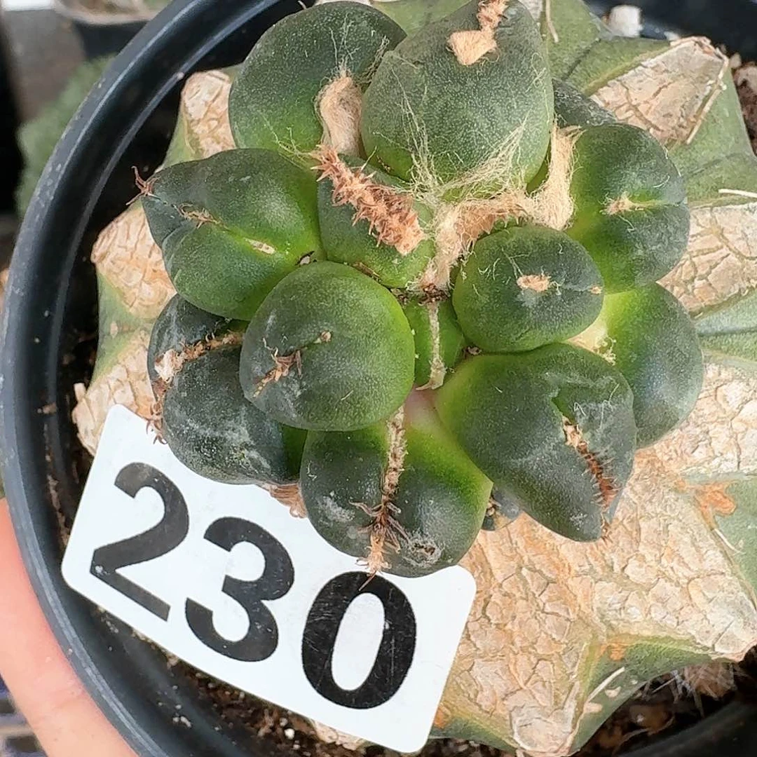 【闪购商品】无花朵3**9蛋尤230