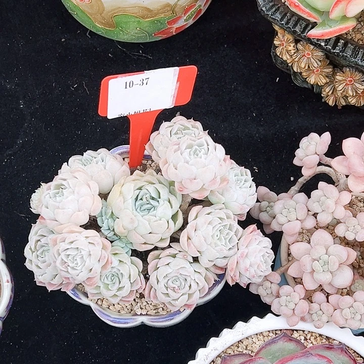 10-37白月影一颗