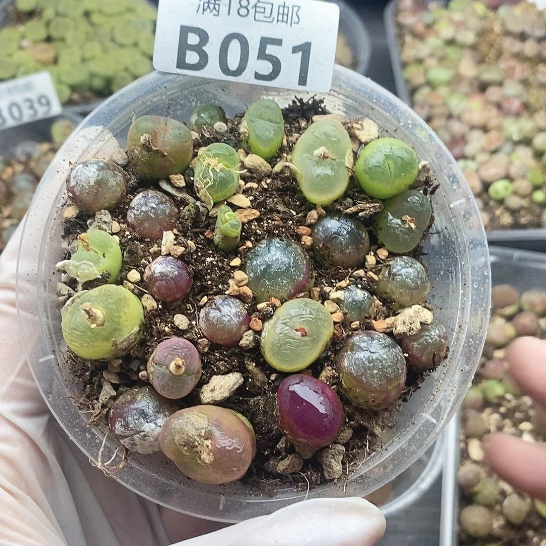 51进口咯哦哦哦哦哦