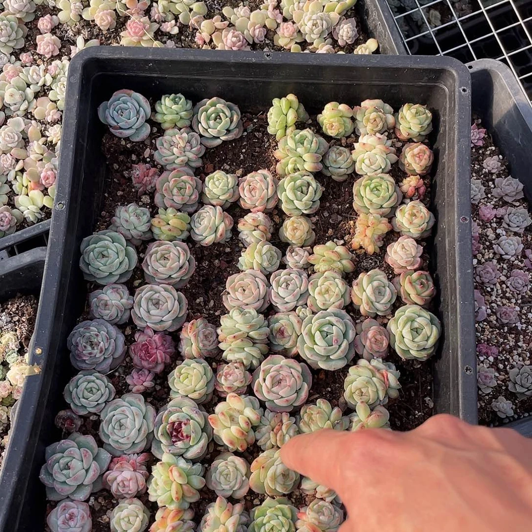 舜***子086。 定。