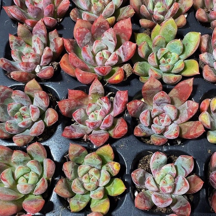 血滴子1元带土发货