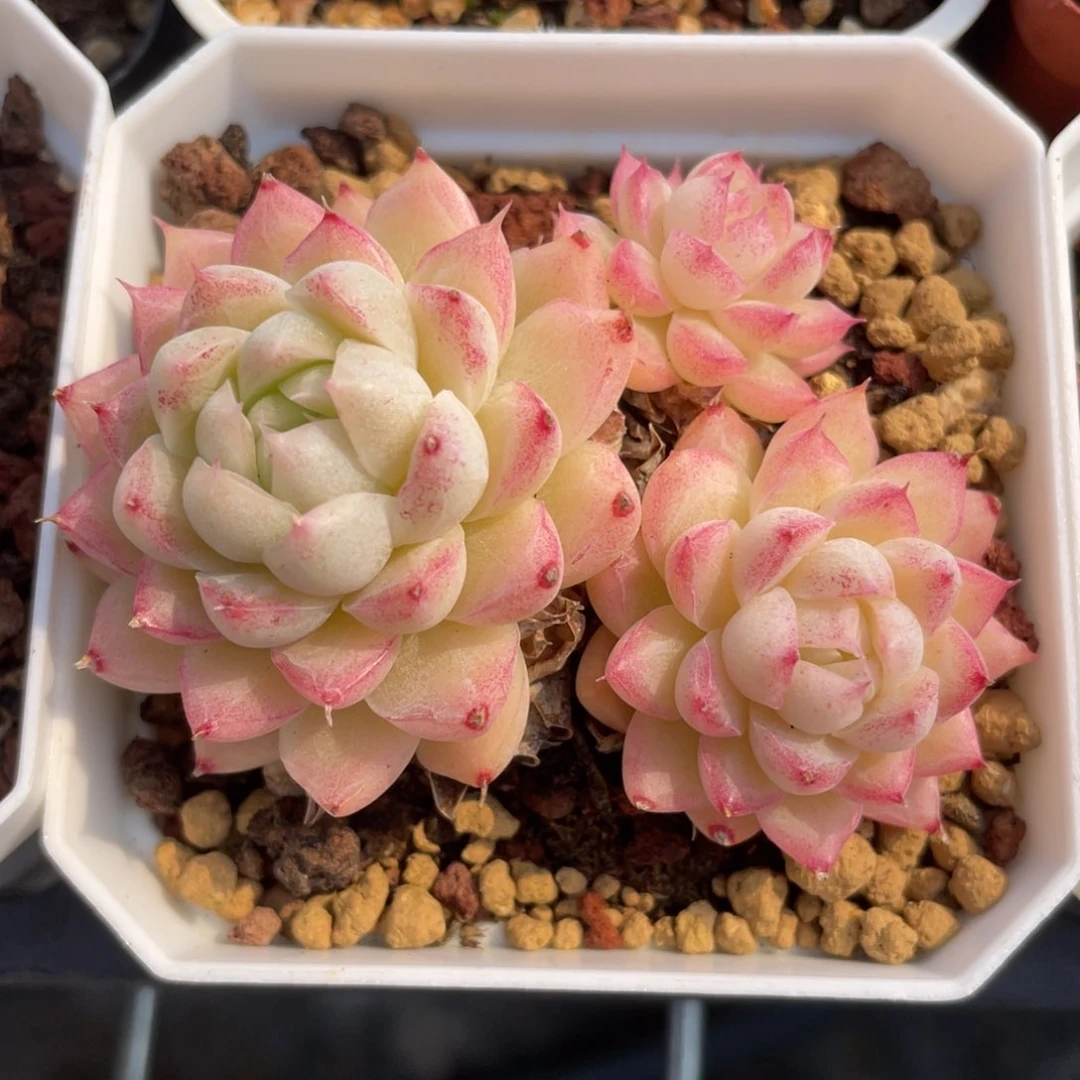 优选女王福利1248