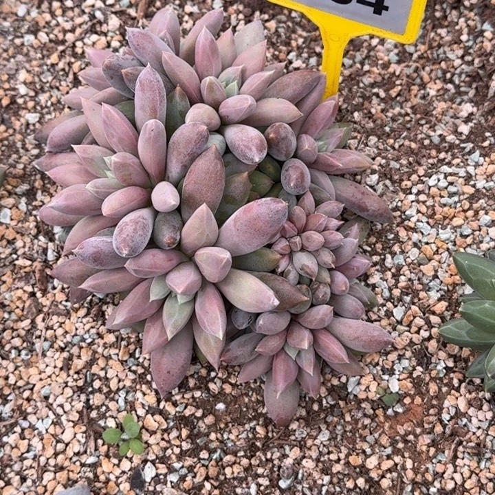 多肉植物海豚体哥特984