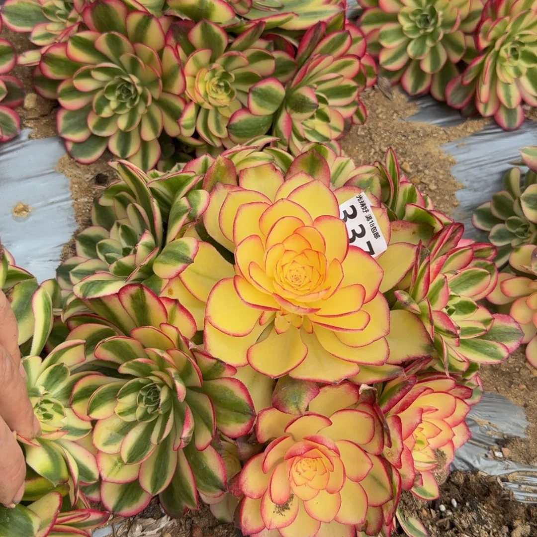 337荔枝。多肉植物