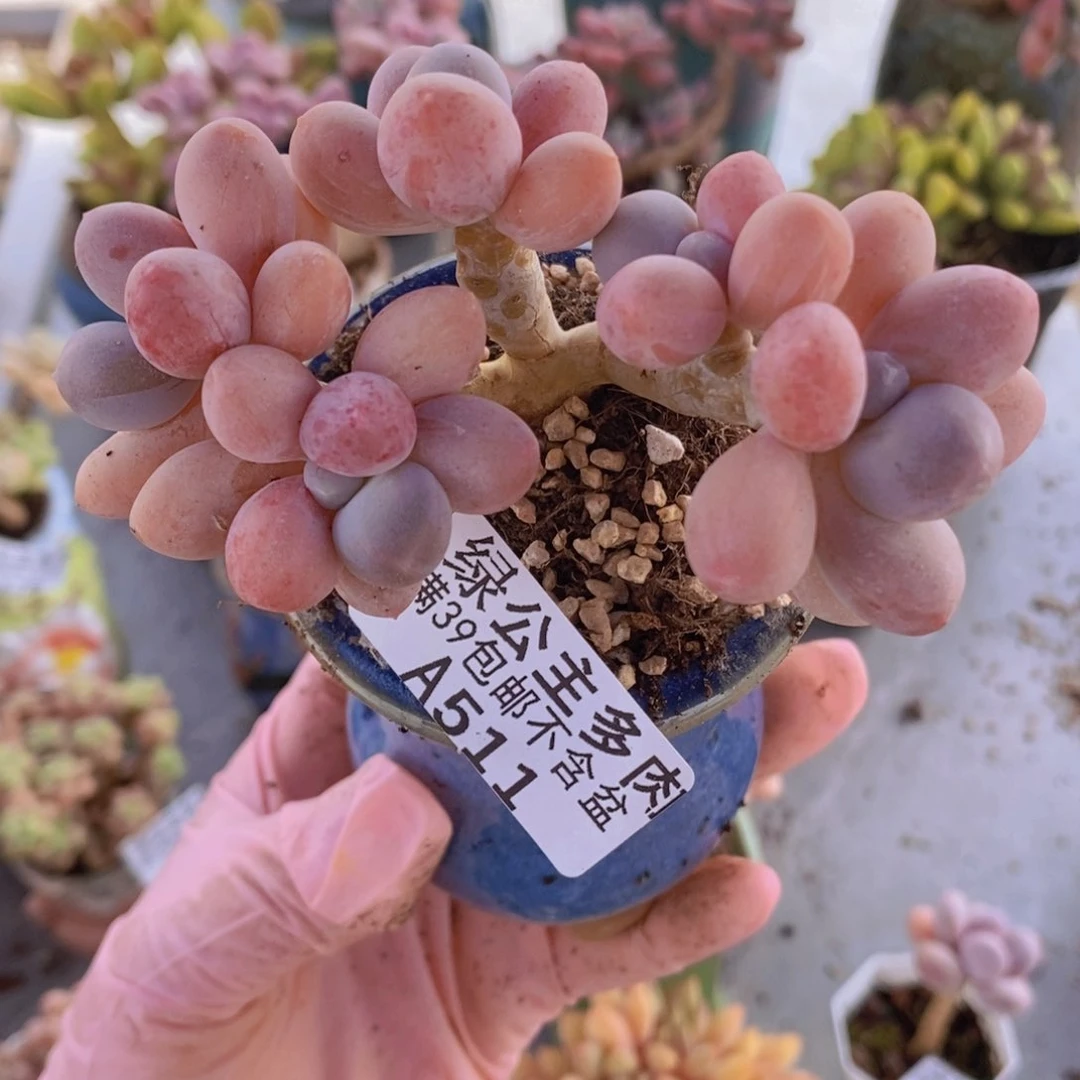 香水手指奶9cm511多肉植物