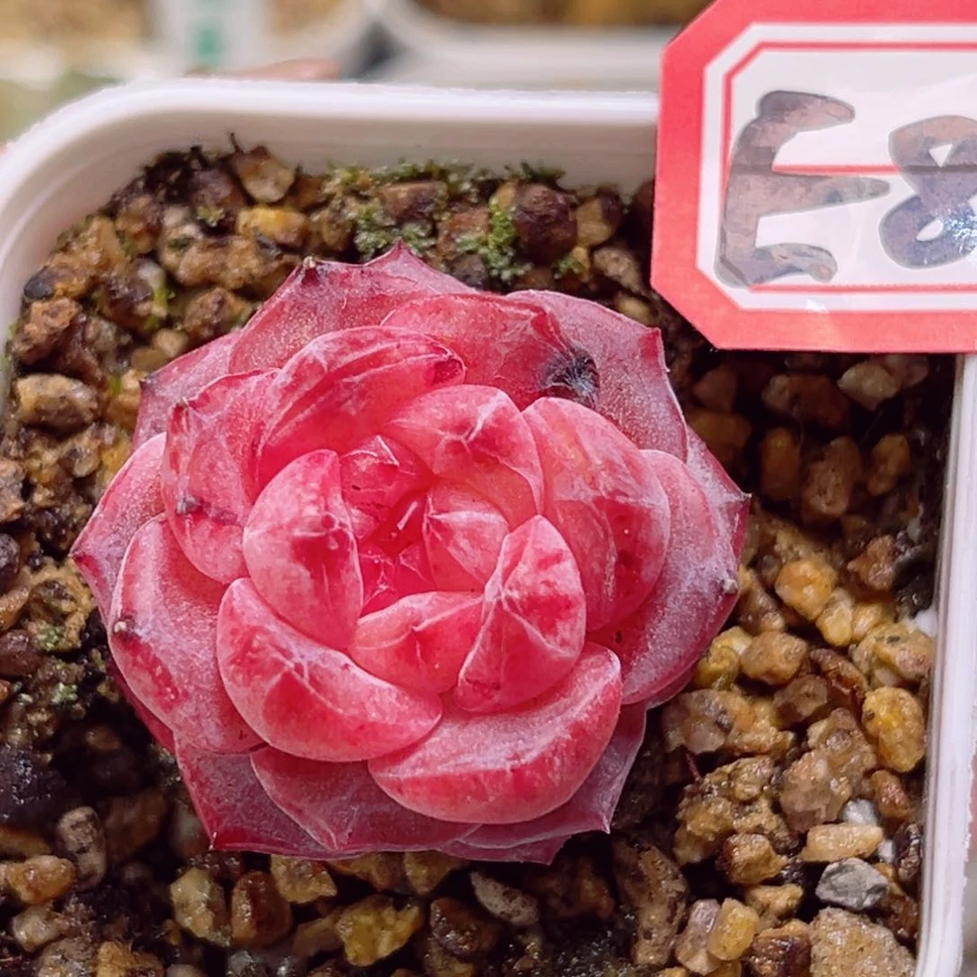 e872萤火石一物一拍