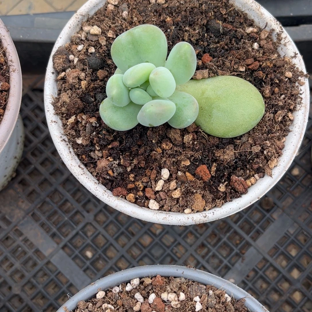 *****多肉植物奶龙多肉