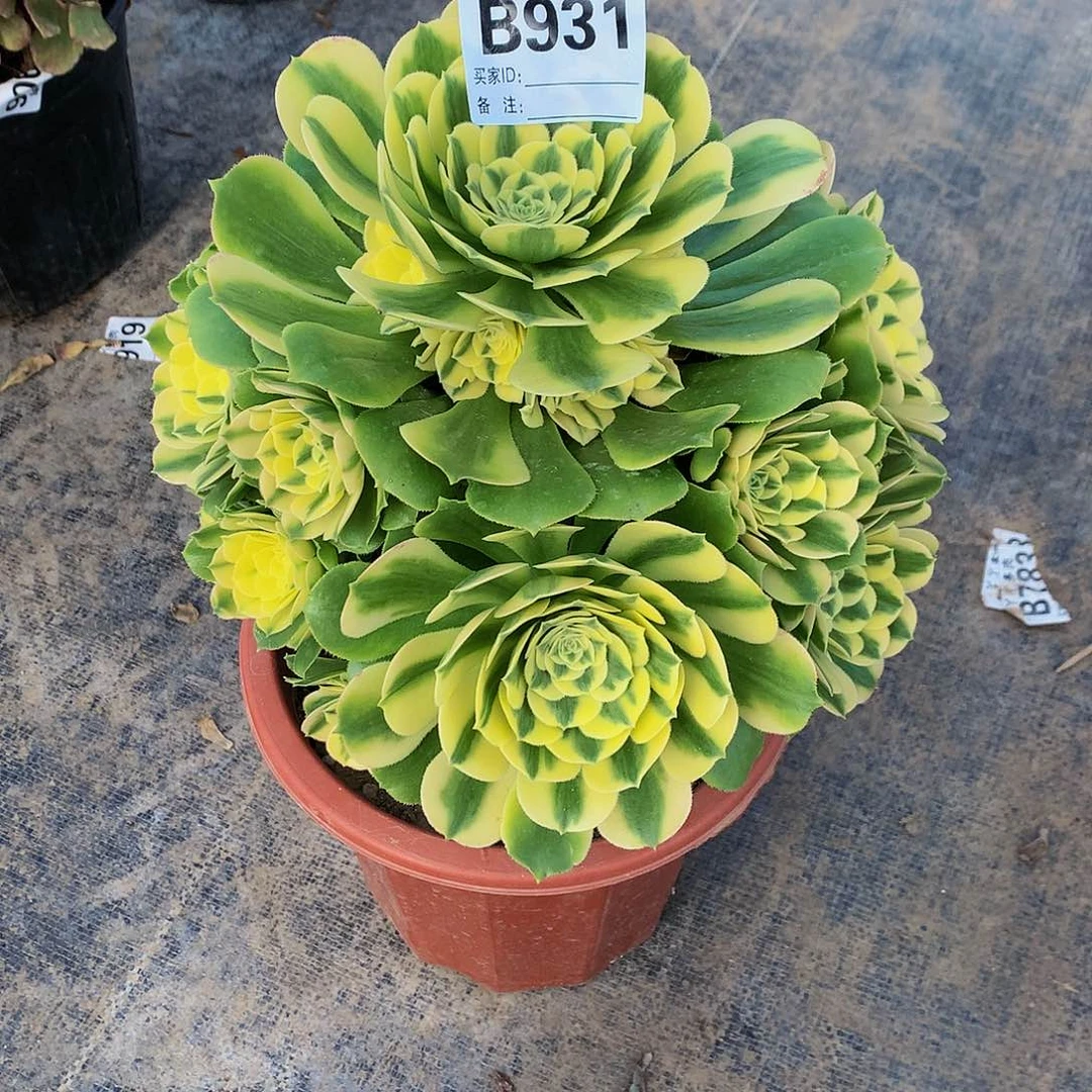 931多肉法师你呀