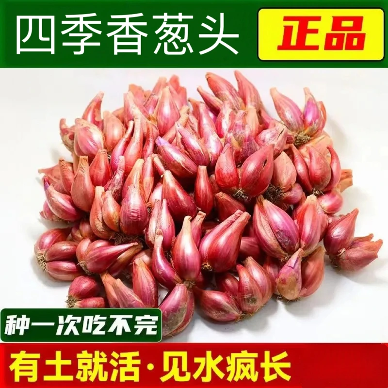 火葱头种四季农家小香葱种子四川红葱头种小葱红葱本地火葱头种
