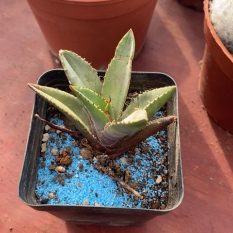 鲨鱼仁王冠7仙人球