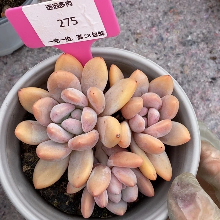 275香水肉肉肉肉肉肉