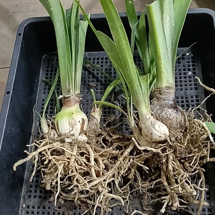 无花朵土白一小坨