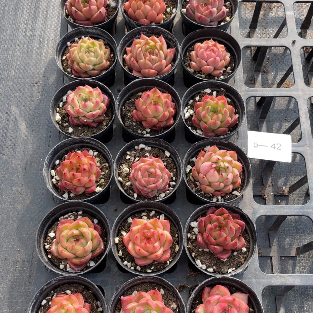 槟*妹一物一拍18棵5-42