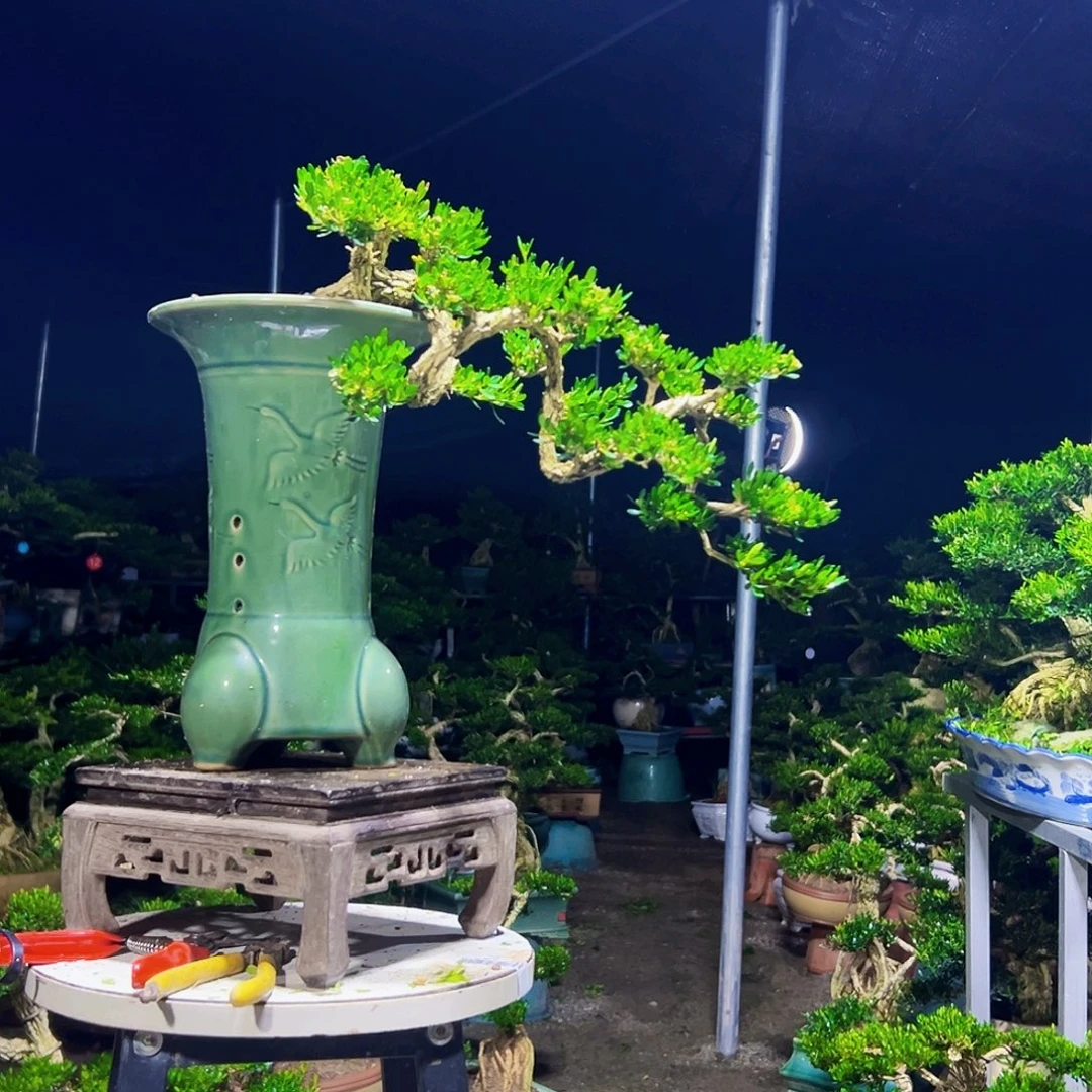 无花朵广东黄杨木盆景
