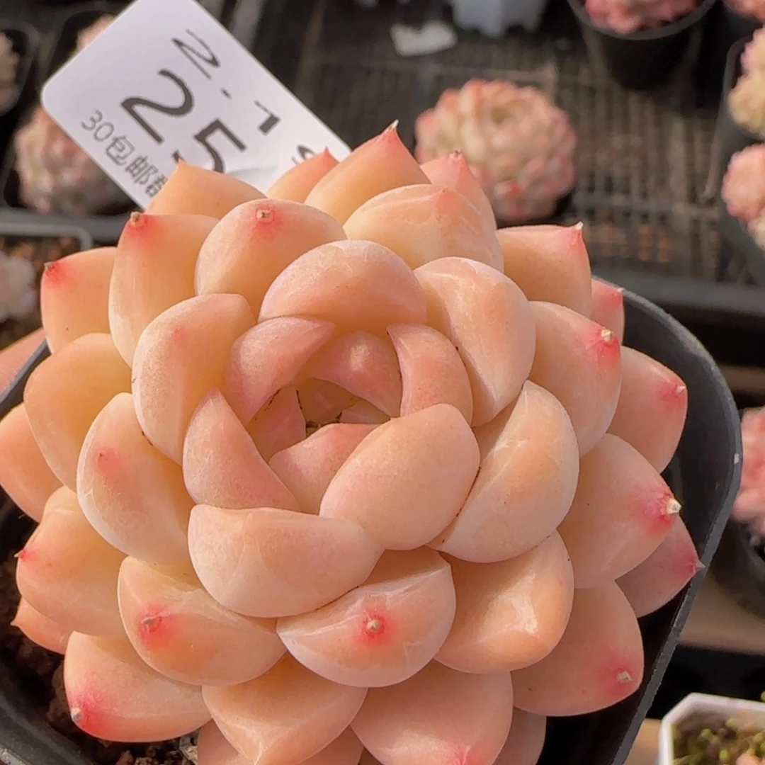 水果糖单头一颗脱土发货