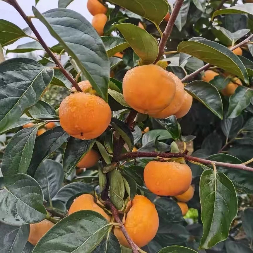正宗嫁接无核脆甜柿子树苗现挖现发盆栽地栽南北方栽种耐寒耐旱